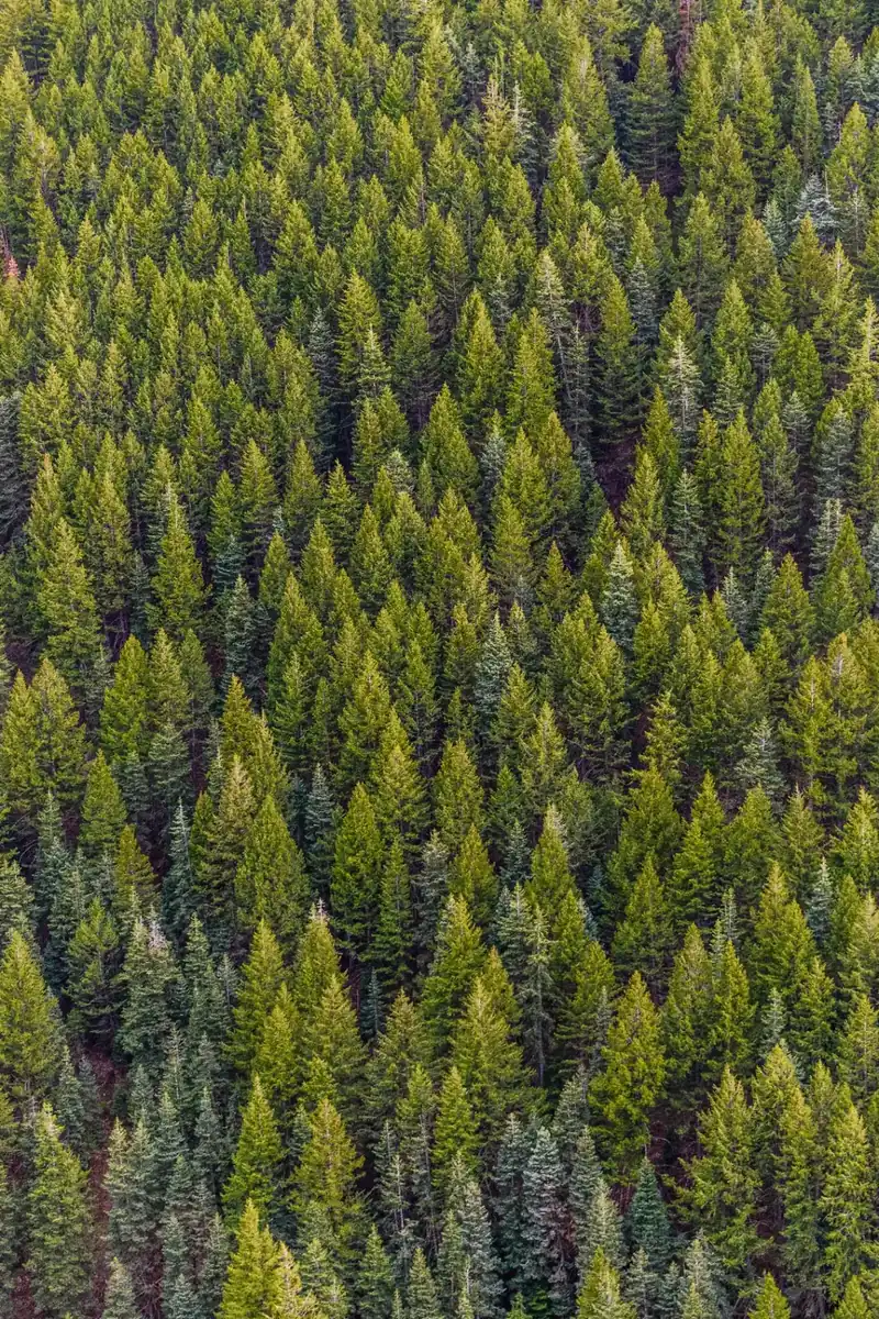 Naturaleza colombiana — Ímpetu Energía
